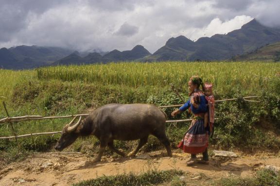 Randonnée avec une femme hmong fleur et son buffle dans la région de Bac Ha