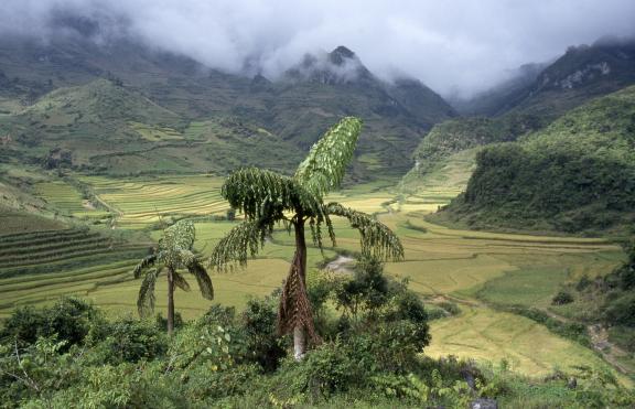 Trekking à travers un paysage montagnard typique de la région de Bac Ha