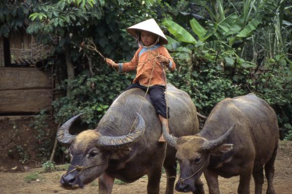 Voyage avec un enfant giay menant ses buffles dans la région de Lai Chau