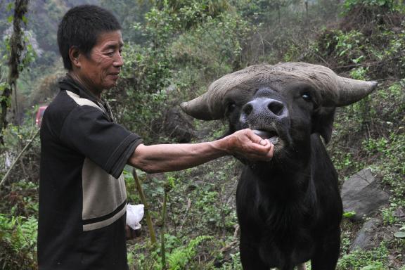 Trek vers un homme donnant du sel à un mithun en Arunachal Pradesh