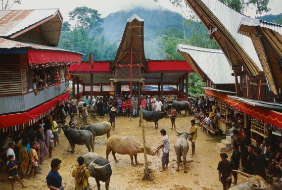 Immersion dans une cérémonie funéraire chez les Toraja de l'île de Sulawesi