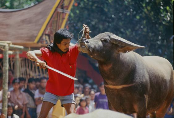 Trekking vers un sacrifice de buffle lors d'une fête chez les Toraja