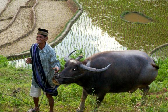 Rencontre d'un homme toraja et son buffle dans une rizière du pays toraja