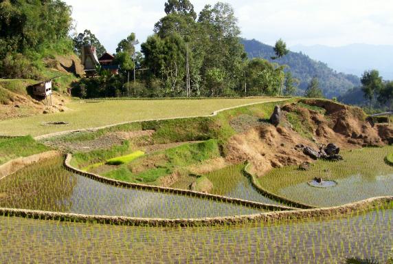 Randonnée à travers des rizières en pays toraja sur l'île de Sulawesi