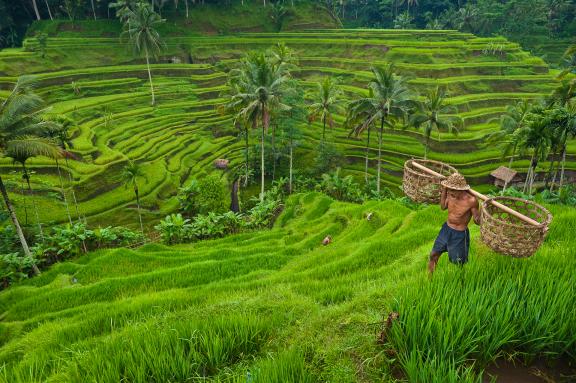 Randonnée à travers des rizières en terrasses à Bali au nord d'Ubud