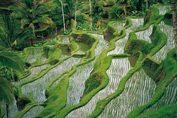 Trekking à travers les célèbres rizières en terrasses de Bali