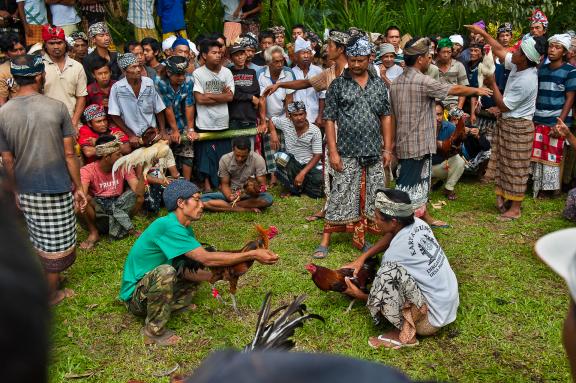 Trek vers des combats de coqs sur l'île de Bali