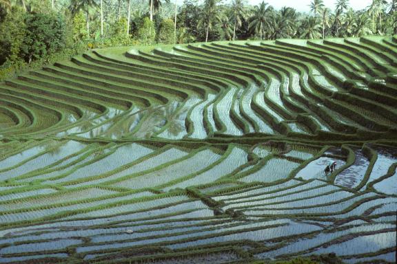 Trekking à travers les harmonieuses rizières en terrasses sur l'île de Bali