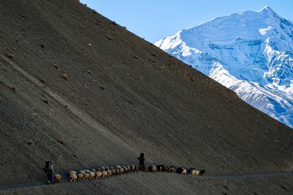 Trek et découverte troupeaux bergers Kutch Hunza