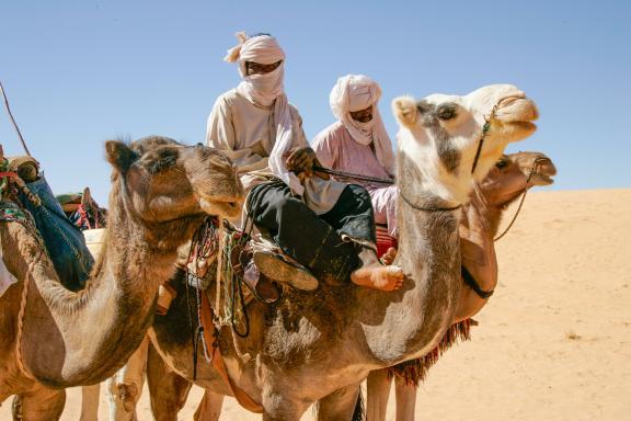 Trek chameliers dans les Tassili n'Ajjer