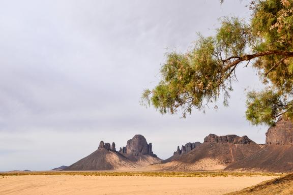 Trek sur plateau végétal et minéral en Algérie