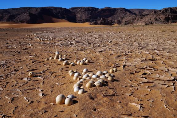 Trek et fossiles dans la région de Djanet en Algérie