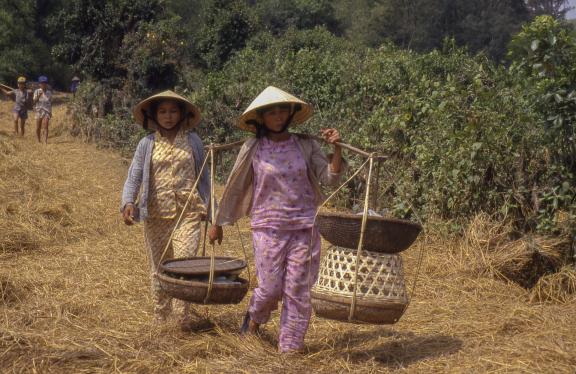 Trekking avec une porteuse de palanche dans la campagne de la région de Hoi An
