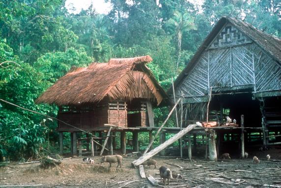 Randonnée vers des maisons mentawaï dans la forêt de l'île de Siberut