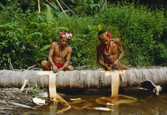 Trek vers la collecte de l'écorce d'un arbre sur l'île de Siberut