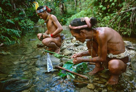 Découverte du travail des Mentawaï en forêt sur l'île de Siberut
