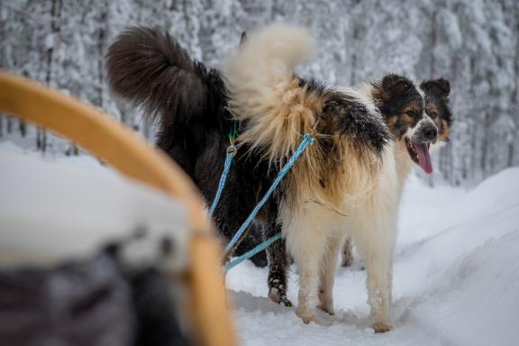 Voyage  et traineau à chien en Laponie finlandaise