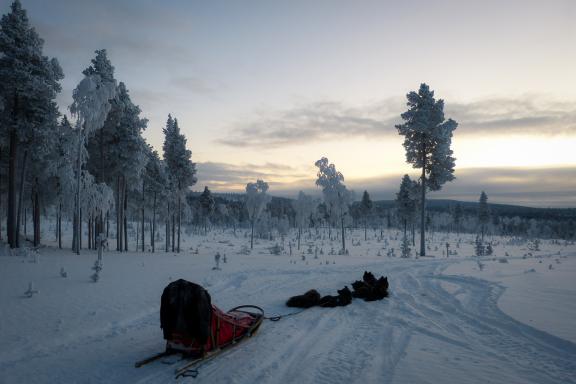Randonnée et arbres pétrifiés en Laponie