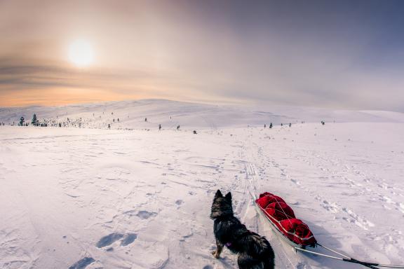 Randonnée et lumière actique en Laponie finlandaise