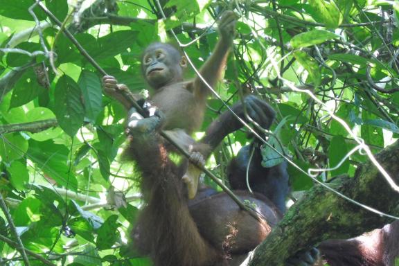 Trek vers des orangs-outangs dans la forêt du parc national de Kutai