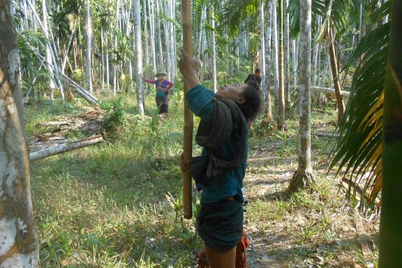 Découverte de la récolte de la noix de bétel en pays karen