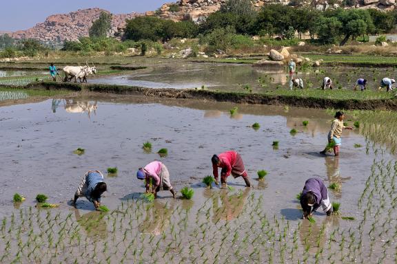Trek vers des activités campagnardes près de Hampi au Karnataka