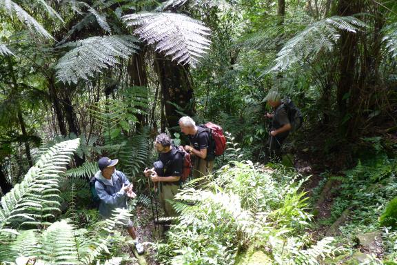 Trekking à travers la jungle du parc Gunung Leuser au nord de Sumatra