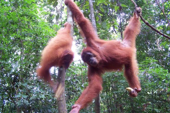 Randonnée vers des orangs-outans près de Bukit Lawang au nord de Sumatra