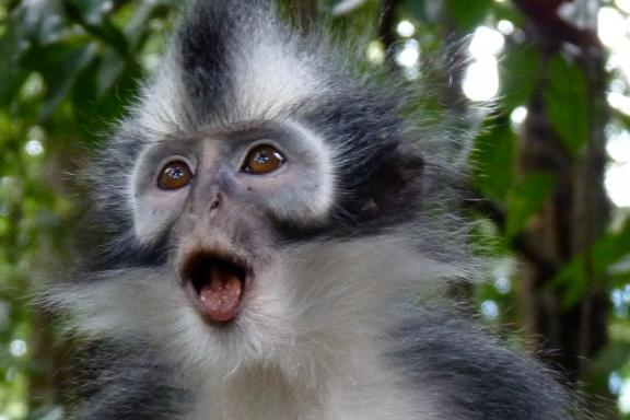 Rencontre avec un singe semnopithèque de Thomas dans le parc Gunung Leuser