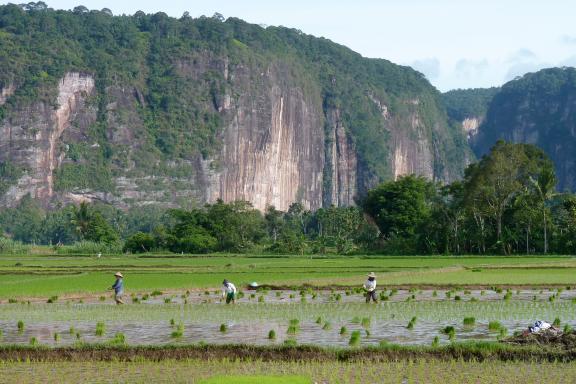 Randonnée à travers des rizières près du canyon de Harau en pays minang