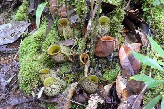 Découverte de plantes carnivores néphentès sur les pentes du volcan Kerinci