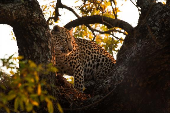 Guépard vigilnt en Afrique australe