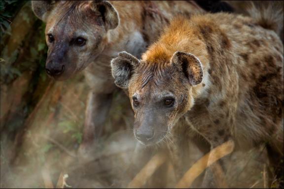 Découverte des hyènes des savanes du sud africain