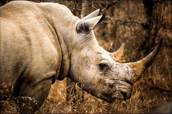 Découverte du rhinocéros d'Afrique