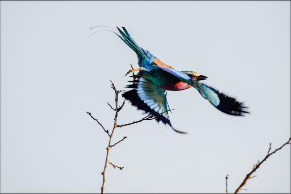 Contemplation de l'envol du Lilas breasted roller dans le désert africain