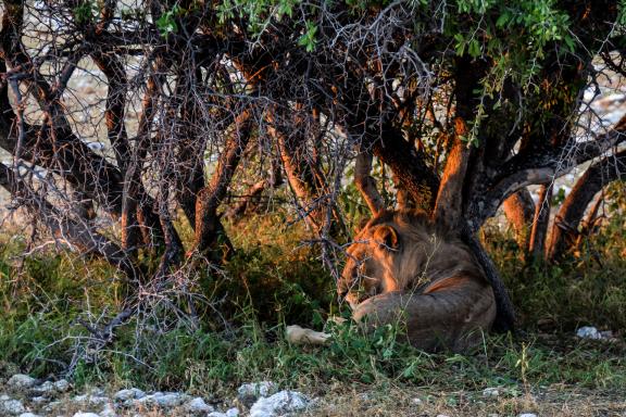 Contemplation d'un lion au crépuscule dans le Namib