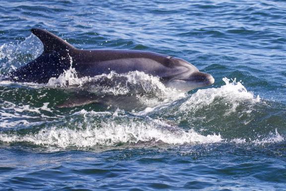 Navigation vers les dauphins au large dans l'Océan Atlantique