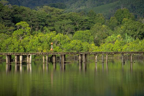 Trek sur le pont d'Antanambé dans les forêts tropicles de la côte nord est