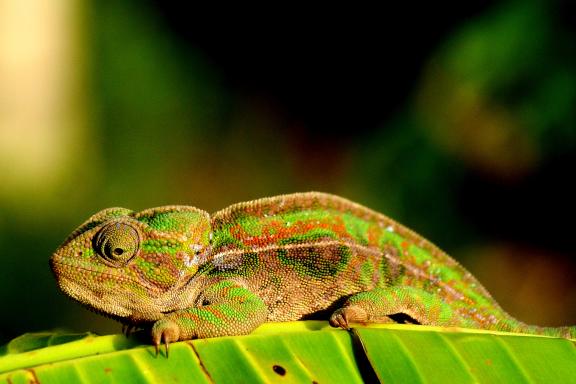 Observation d'un caméléon de la Côte de la Vanille