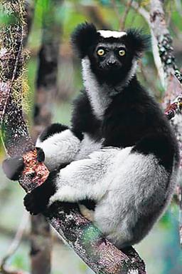 Découverte du lémurien Vari noir et blanc dans les forêts du nord est