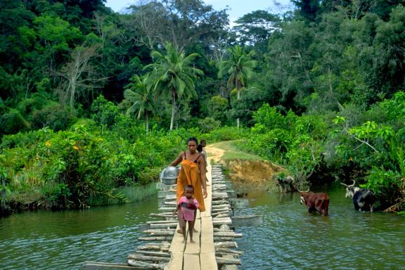 Exploration en prenant le pont de Navana dans la forêt primaire de la Côte de la Vanille