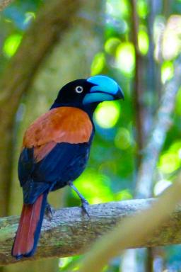 observation du toucan des forêts primaires de l'est