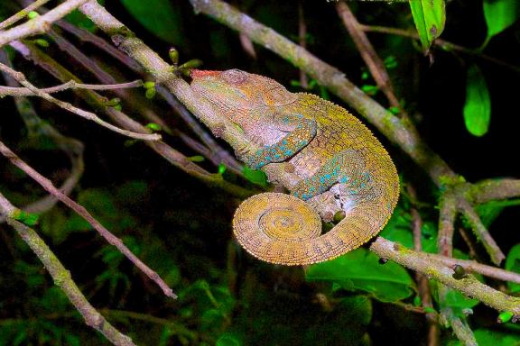 Observation d'un caméléon panthère de l'Île rouge