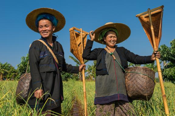 Trekking vers des femmes pa'o dans les champs à l'est du lac Inlé