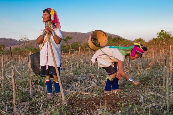 Trek vers des femmes kayan au travail dans les montagnes de l'État Kayah