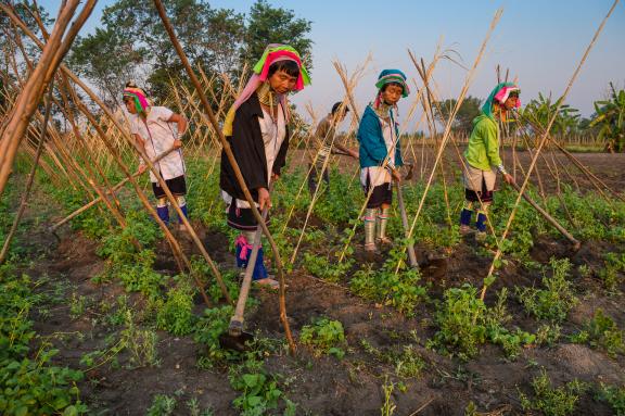 Rencontre de femmes kayan dans leur champs dans la région de Loikaw