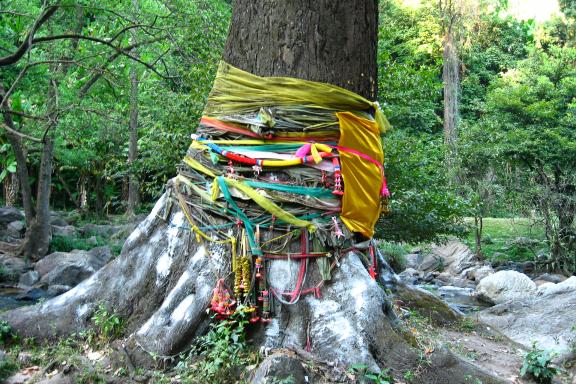 Découverte d'un arbre sacré bouddhiste entre Letongku et Sangklaburi