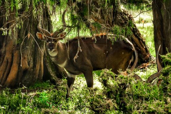 Rencontre avec le nyala de montagne dans la région du Balé