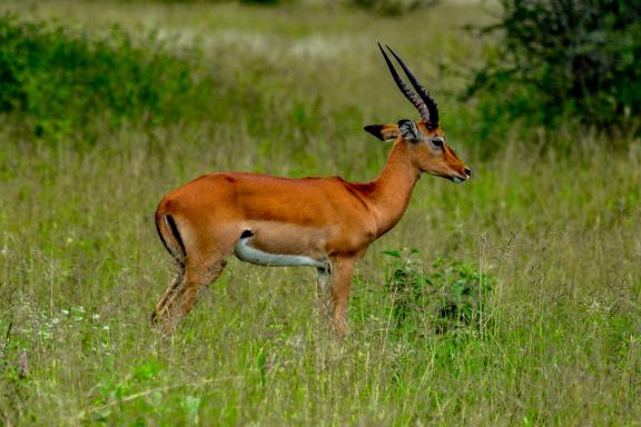 Observation d'une antilope Impala dans le Massif du Balé