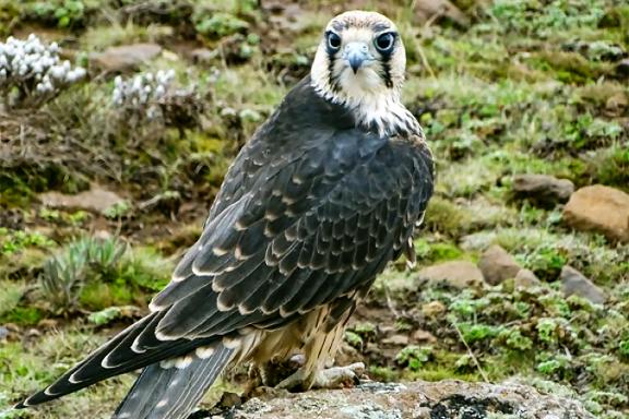 Observation de l'aigle des montagnes dans le Balé